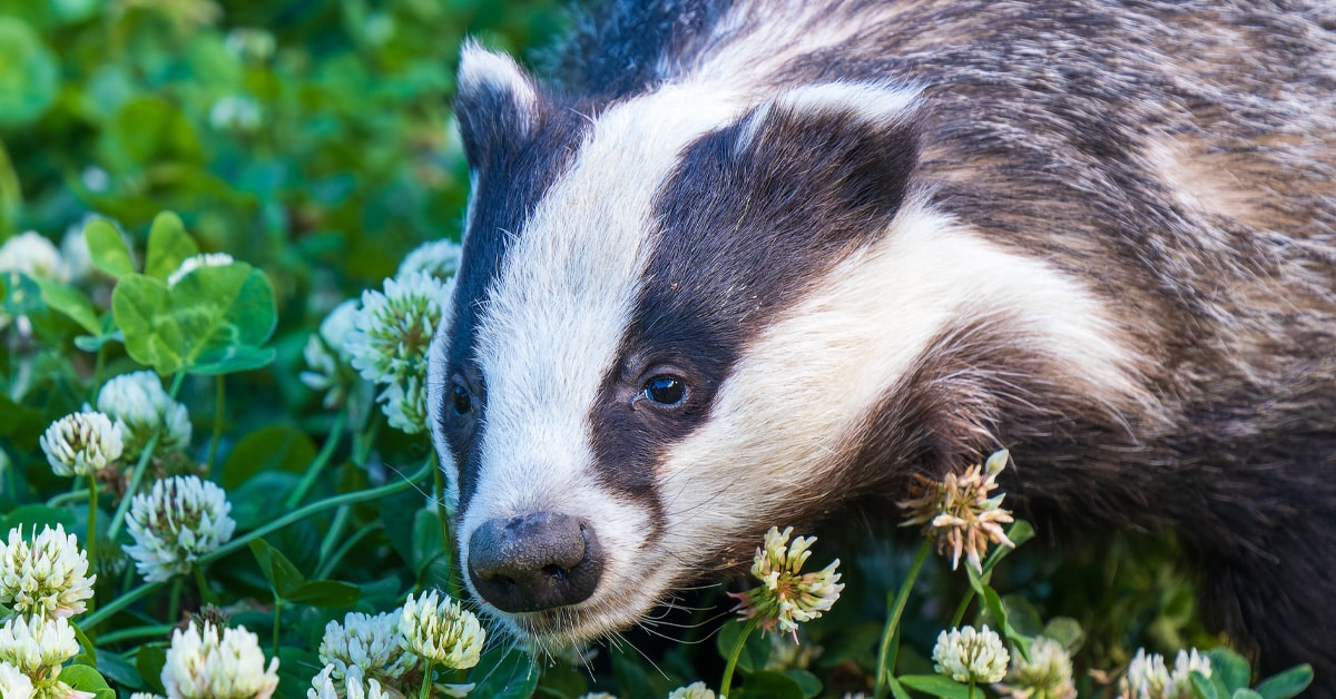 Badger foraging in grass. Badgers are regularly targetted and caught by snares.