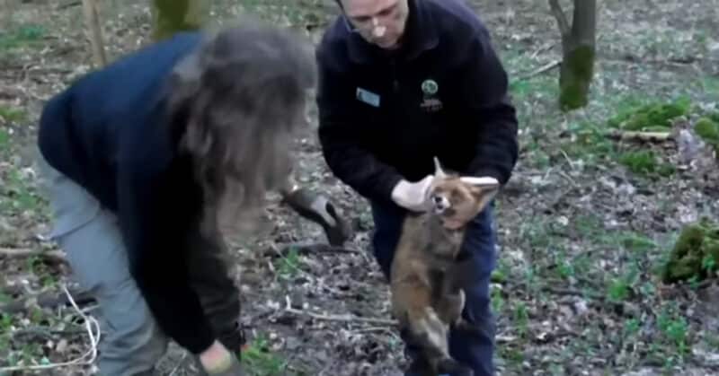 Cotswold Hunt suspended after fox is buried alive in a sack - Protect ...