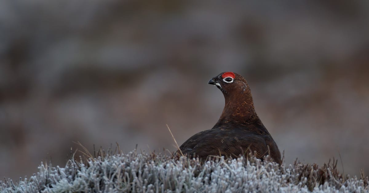 Grouse sitting on frosty grass
