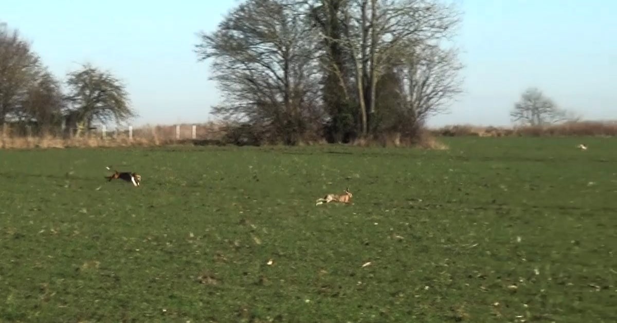 Hare chased by the Dunston Harriers, via screenshot.