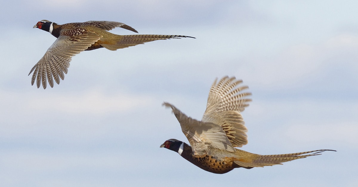 Two pheasants flying