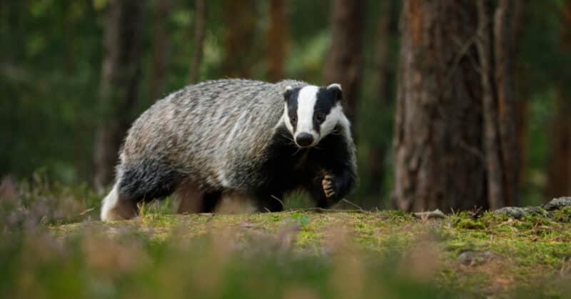 Badger