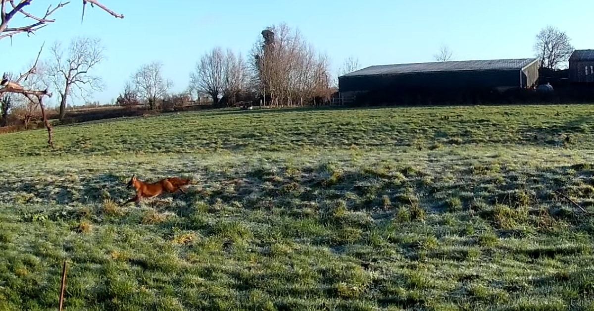 Fox running in footage from a case against the Vale of White Horse Hunt