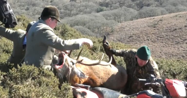 Quantock Stag Hounds load murdered stag onto quad bike