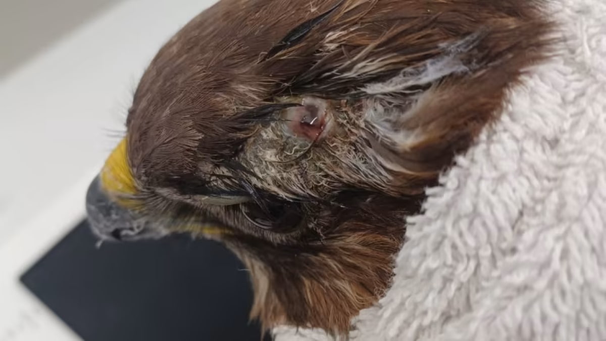 Shot Buzzard RSPCA