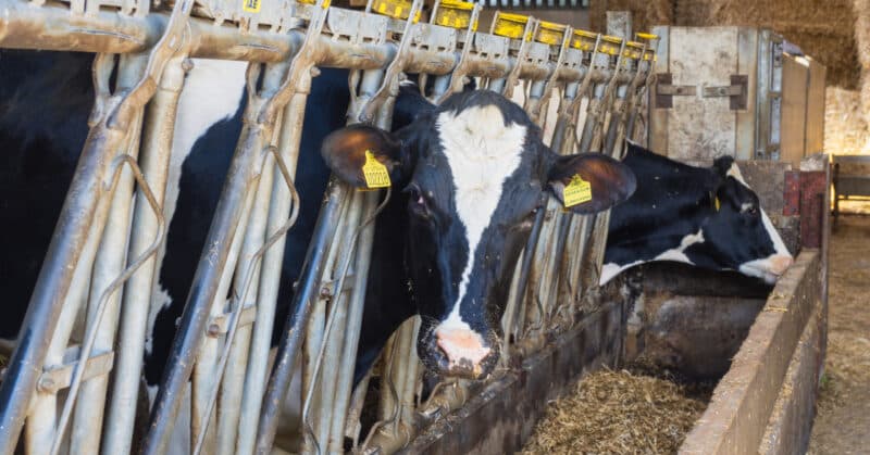 Cows in a farm in Settle, North Yorkshire. 