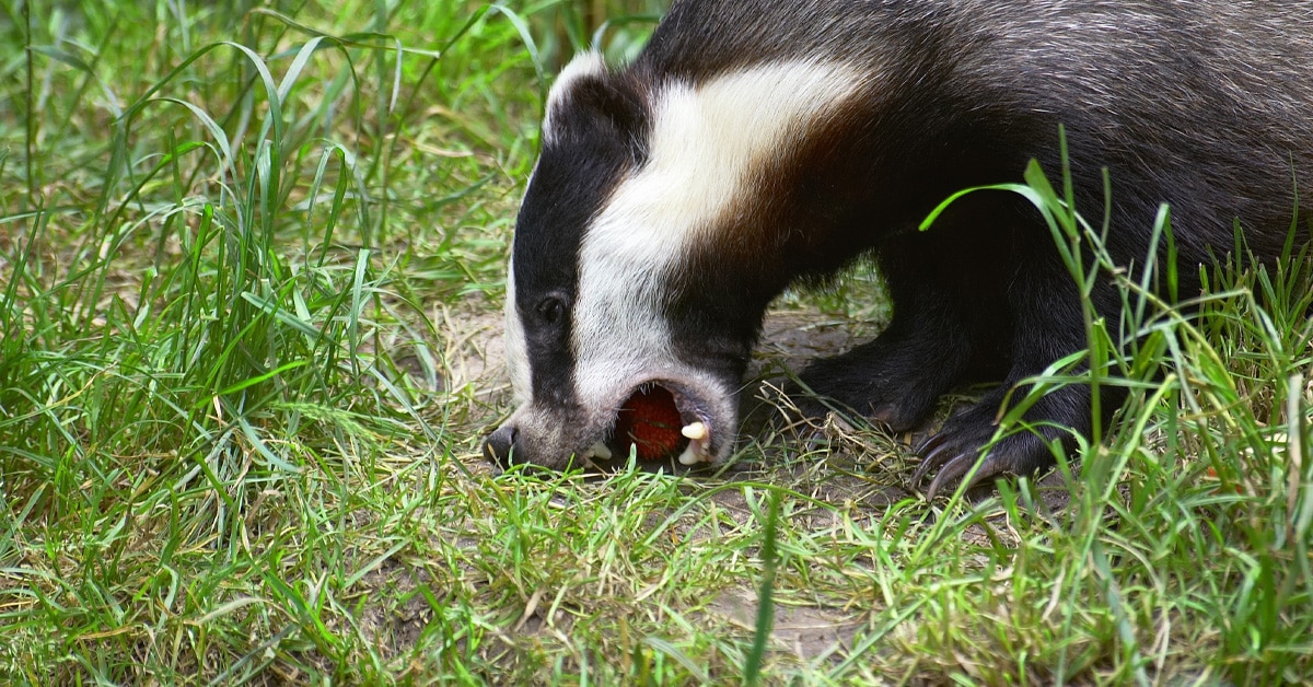 The badger cull killed more than 33,000 badgers in 2022, and more than 210,000 over its 10-year stretch