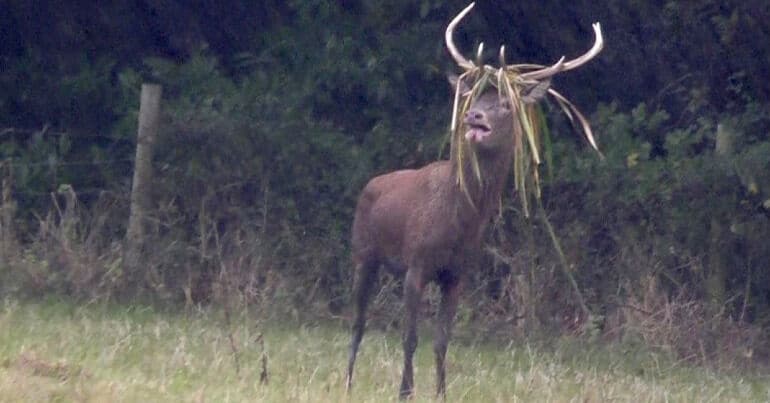 exhausted deer hunted by quantock stag hounds