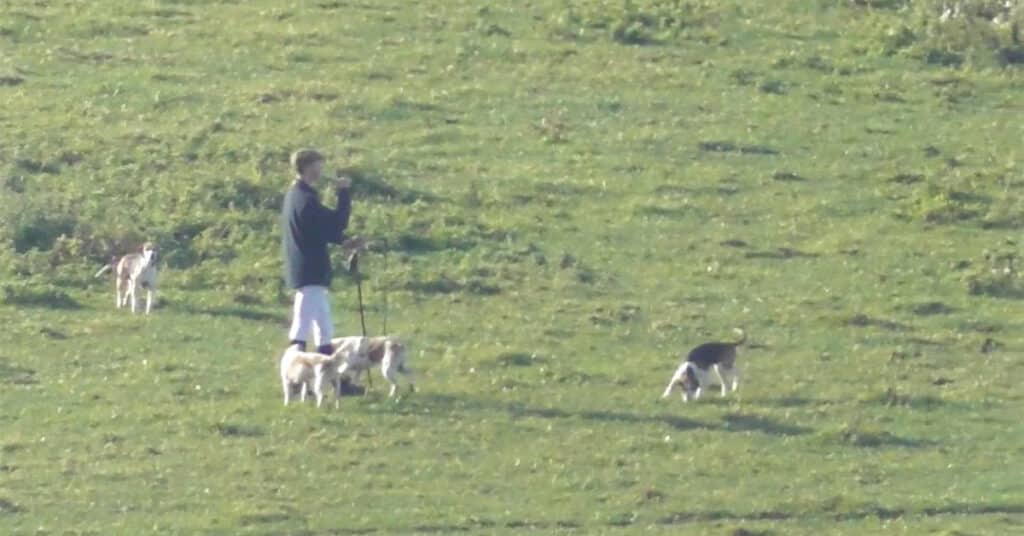 Ilminster Beagles filmed illegally hunting a hare by Hounds Off