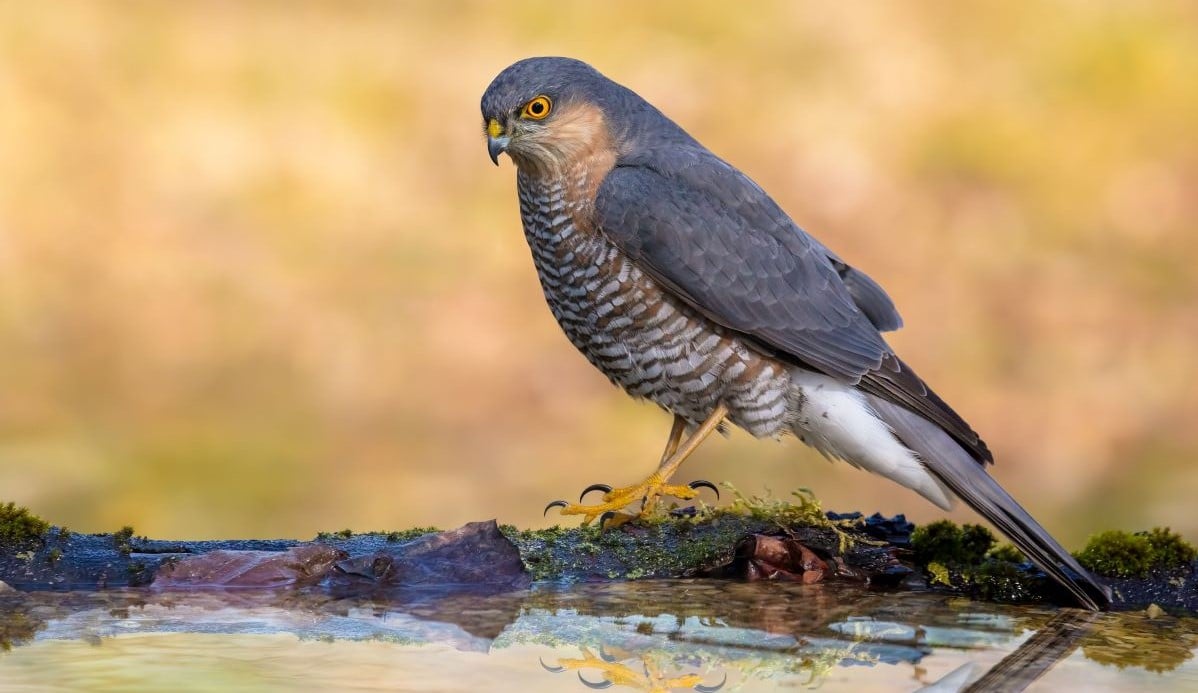 Scotland: Gamekeeper guilty of shooting Sparrowhawk on grouse moor ...