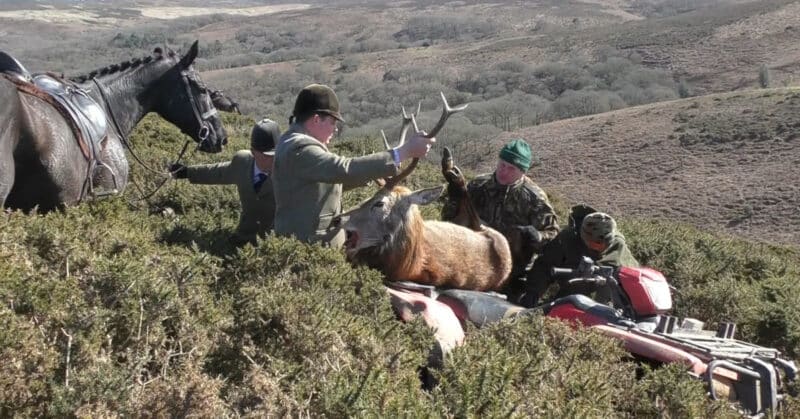 Quantock stag hounds murders a stag