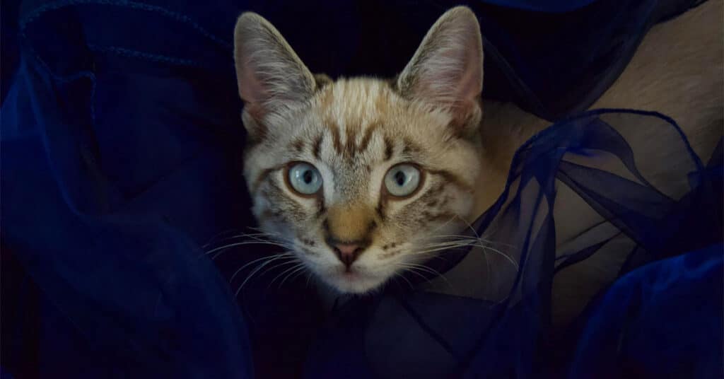 Tigger the cat, who was found dead in a neighbour's garden with a snare around his neck