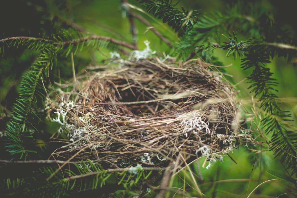 Nest. Photo by Luke Brugger on Unsplash
