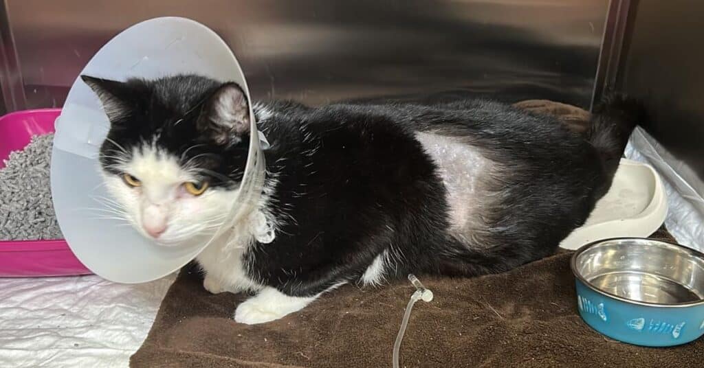 Loki the cat, who was caught in a snare and shot at with an airgun
