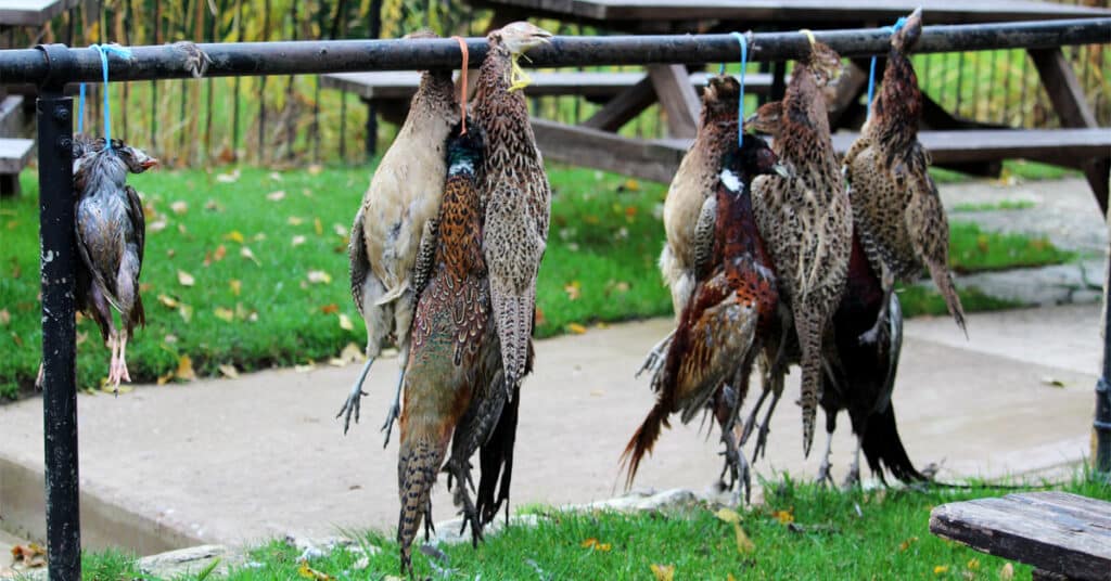 Dead pheasants hung from a railing