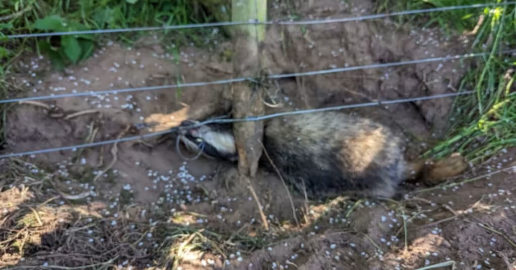 Badger caught in snare in Northumberland