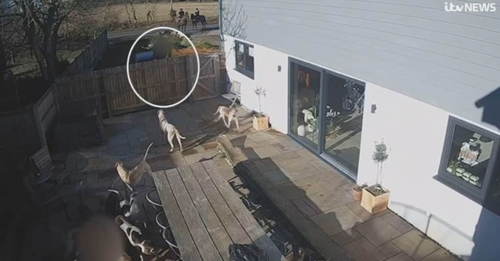 West Norfolk Foxhounds kill fox on patio