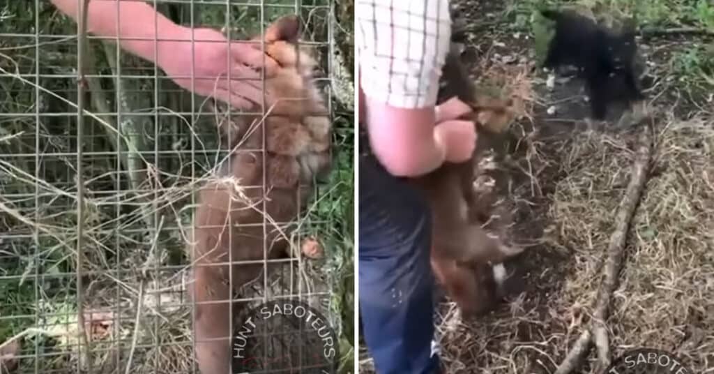 Oliver Thompson, former huntsman of the Old Berks Hunt, tortures a fox cub while training a terrier