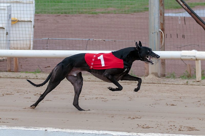 Racing greyhound Dorotas Wildcat. Photo via Wikimedia Commons