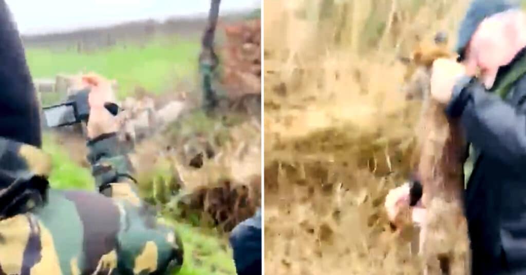 Sabs recover the body of a fox killed by hounds from the East Kent with West Street Hunt