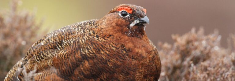 Red Grouse