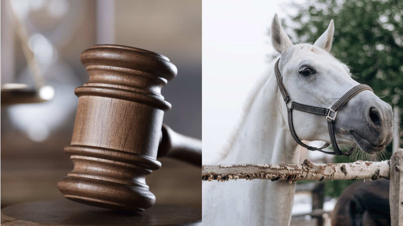 Cottesmore Hunt rider who kicked and punched horse due to stand trial ...