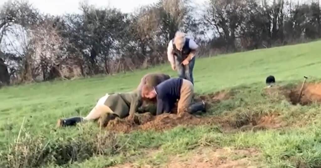 avon vale dig out foxes