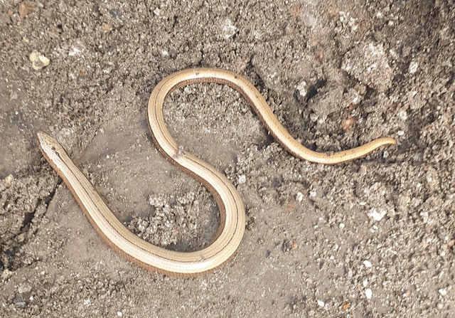 Slow worm in Saltdean