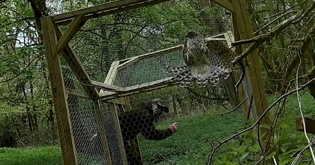 Masked up gamekeeper enters a ladder trap containing a goshawk