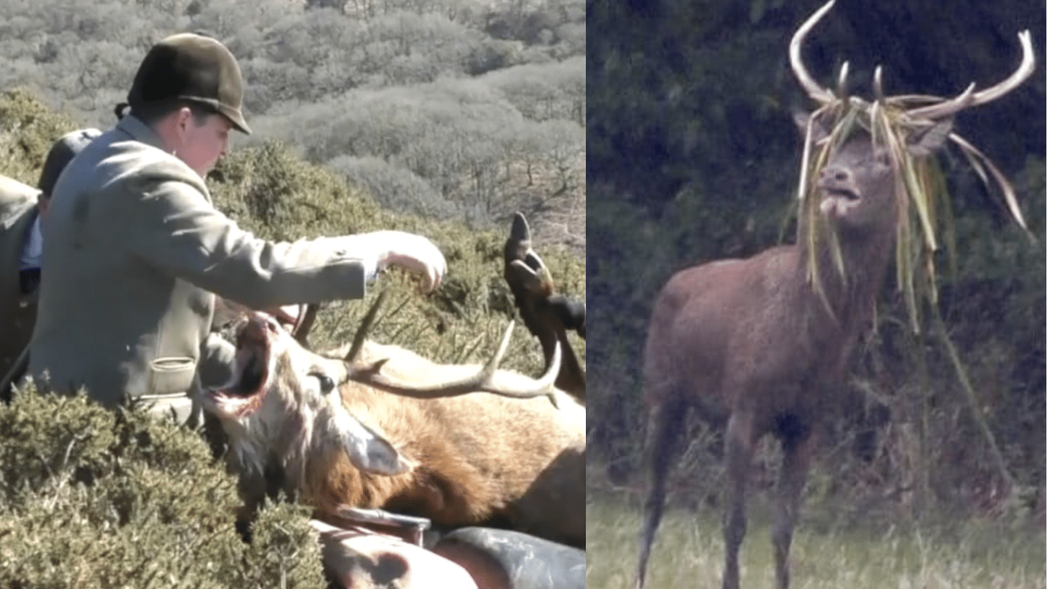 This is the solution to end stag hunting forever - Protect the Wild