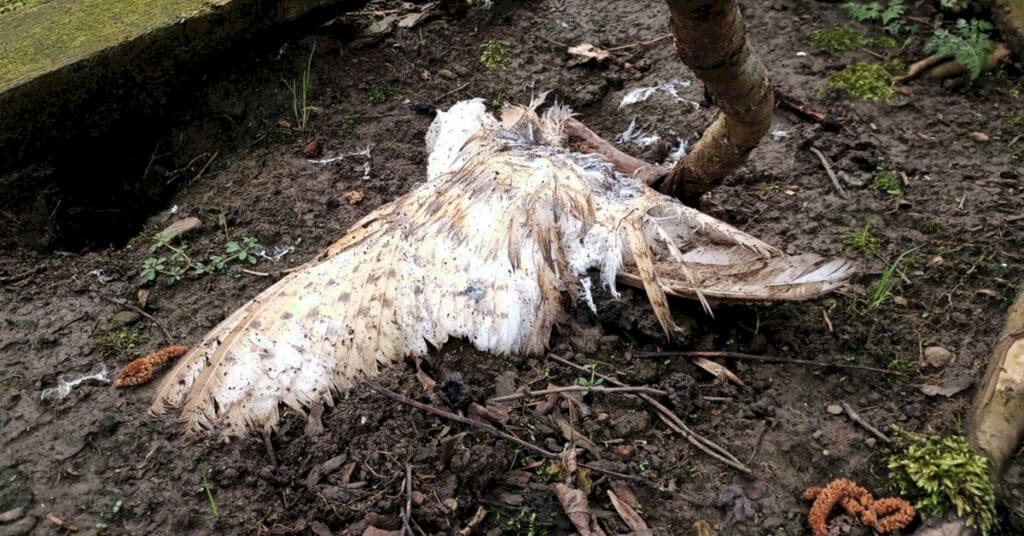 Dead buzzard onn Allendate Estate near Welton, suspected brodifacoum poisoning.