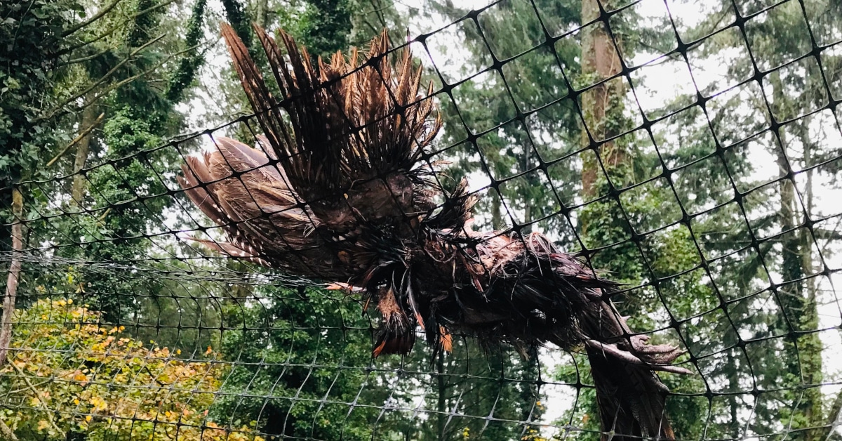 Pheasant Ransom Devon: Right to Roam shows how pheasant shoots abuse environment ...