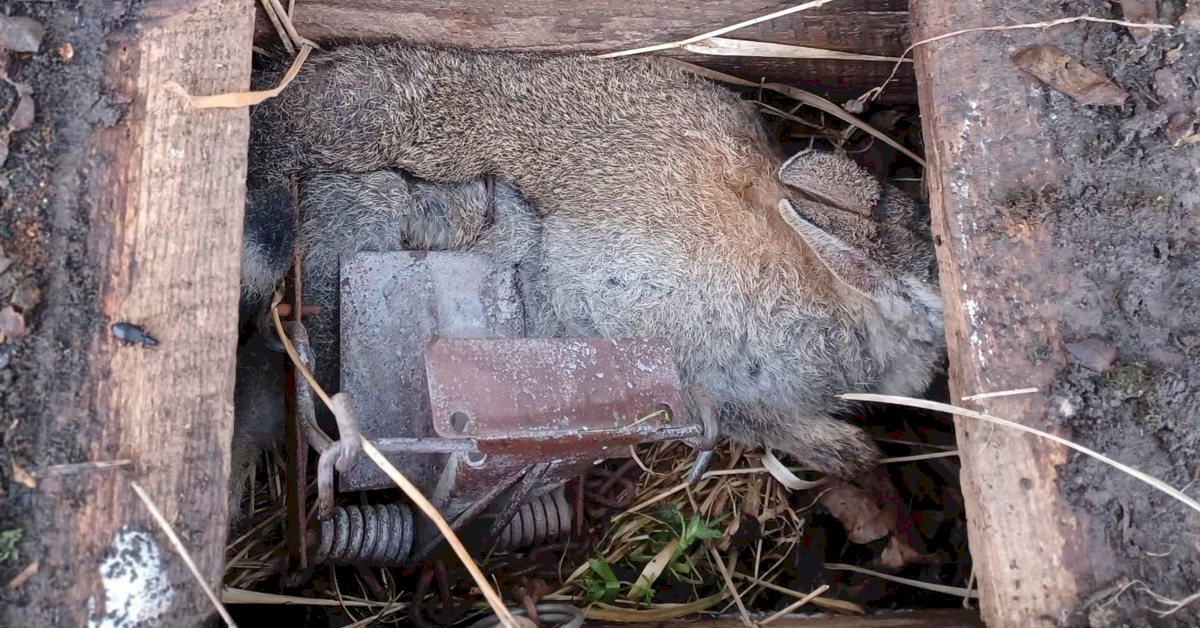 Rabbit dead in fenn trap on Allendale Estate near Welton