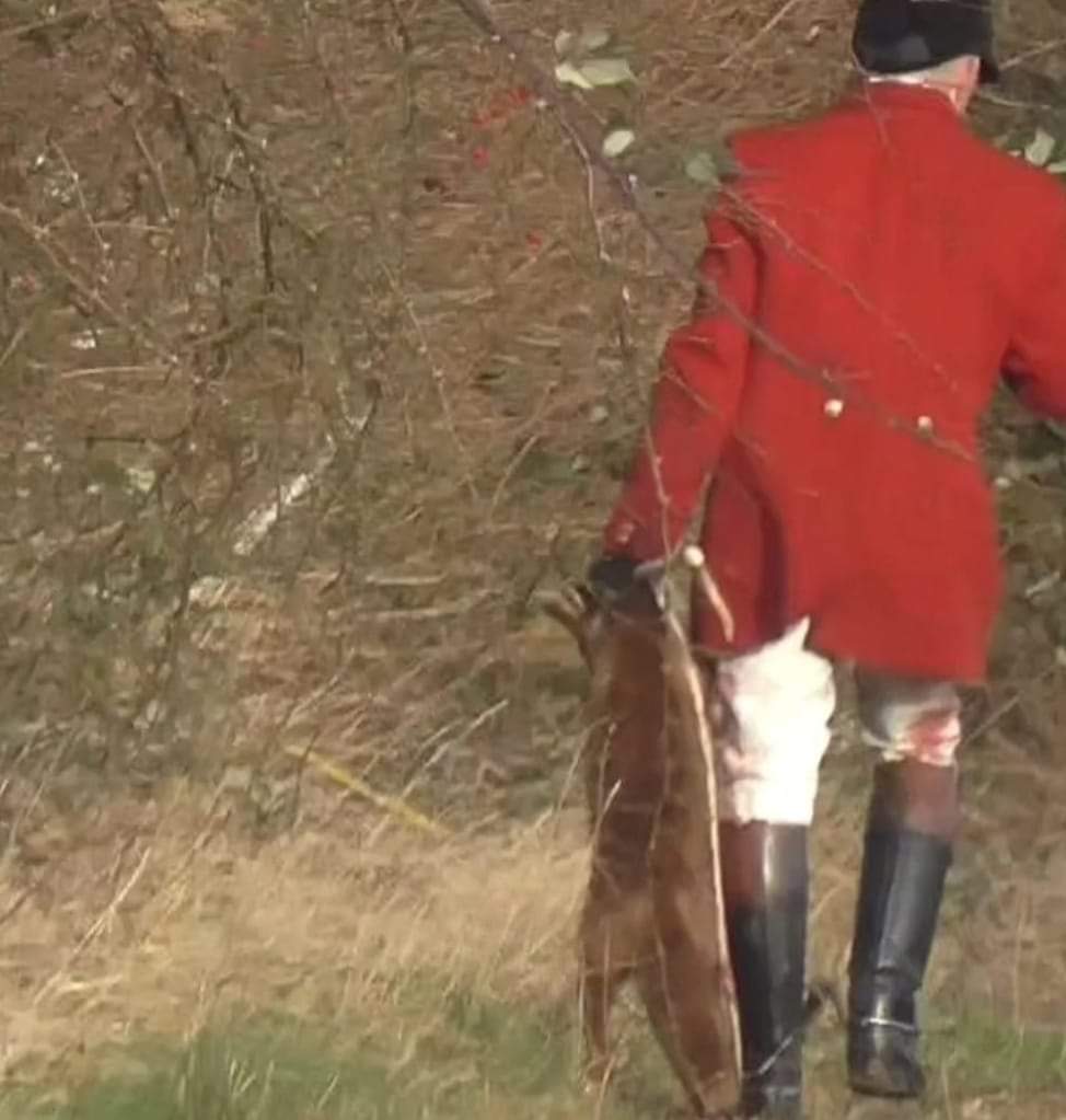 Essex and Suffolk Hunt's Jamie Price carries away the dead fox who was killed on 23 December 2023
