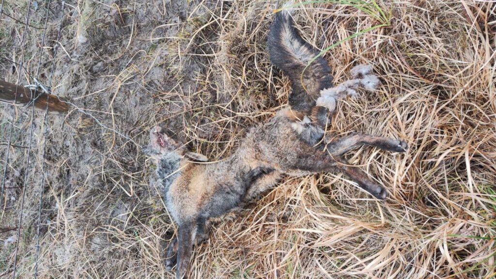 fox caught in snare near Merthyr Tydfil