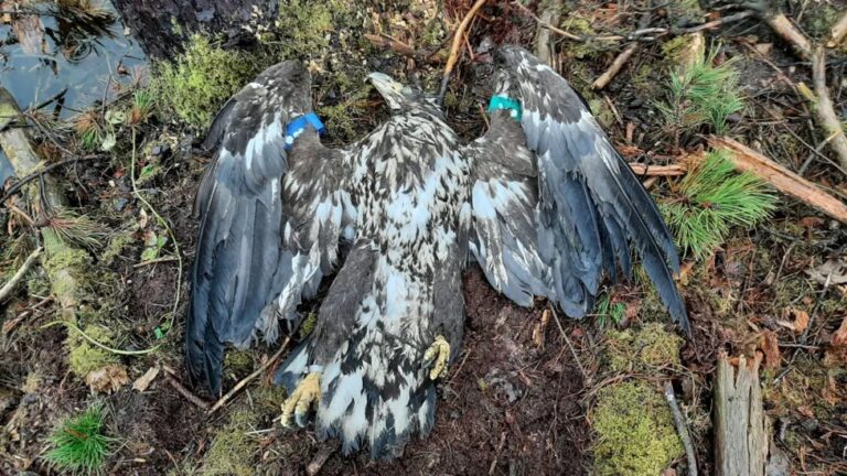 Young White-tailed Eagle found shot dead in Ireland March 2024.NPWS