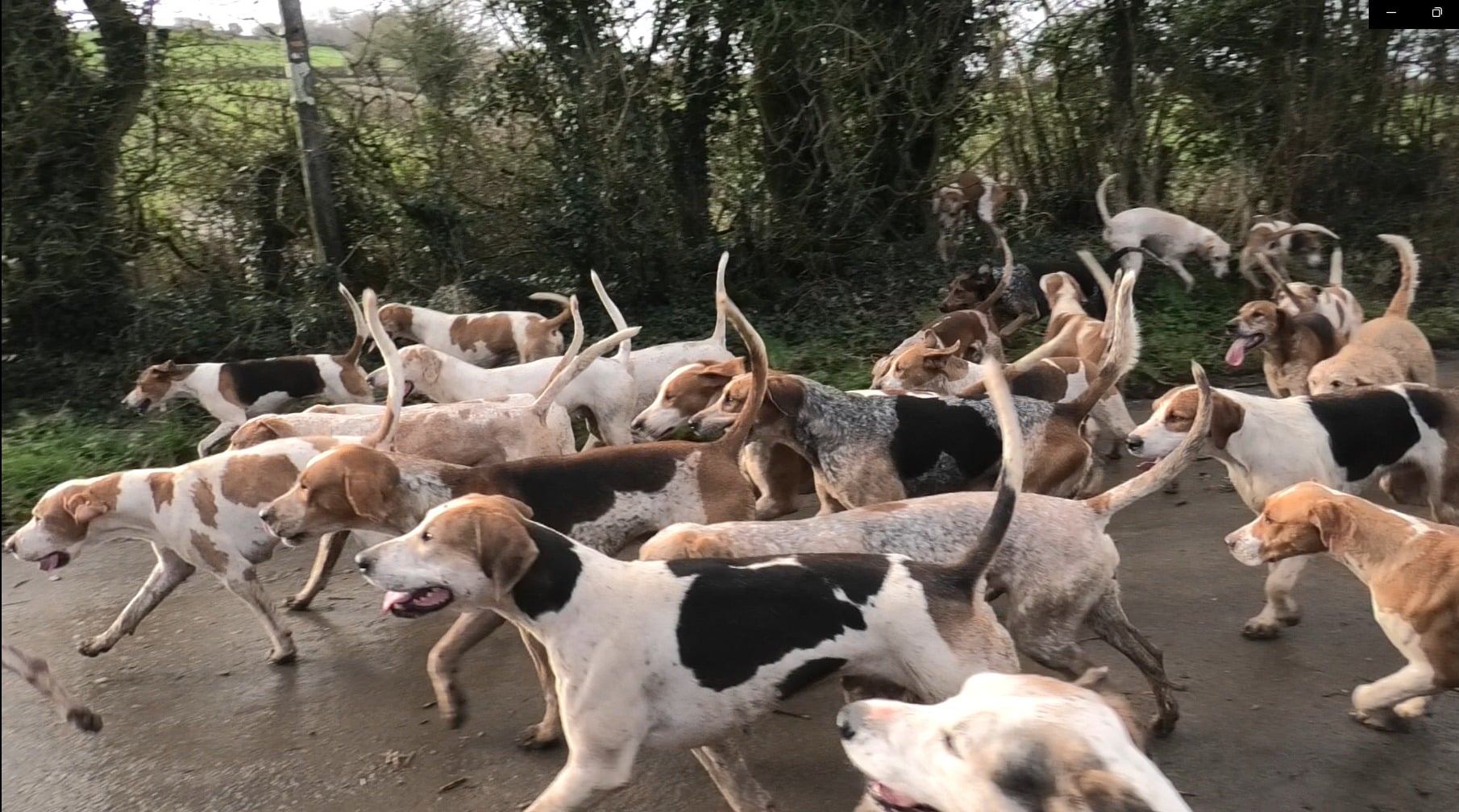 BSV hounds in shepton montague