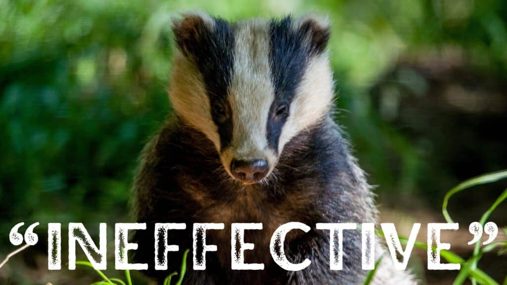 Labour Party says badger cull ineffective