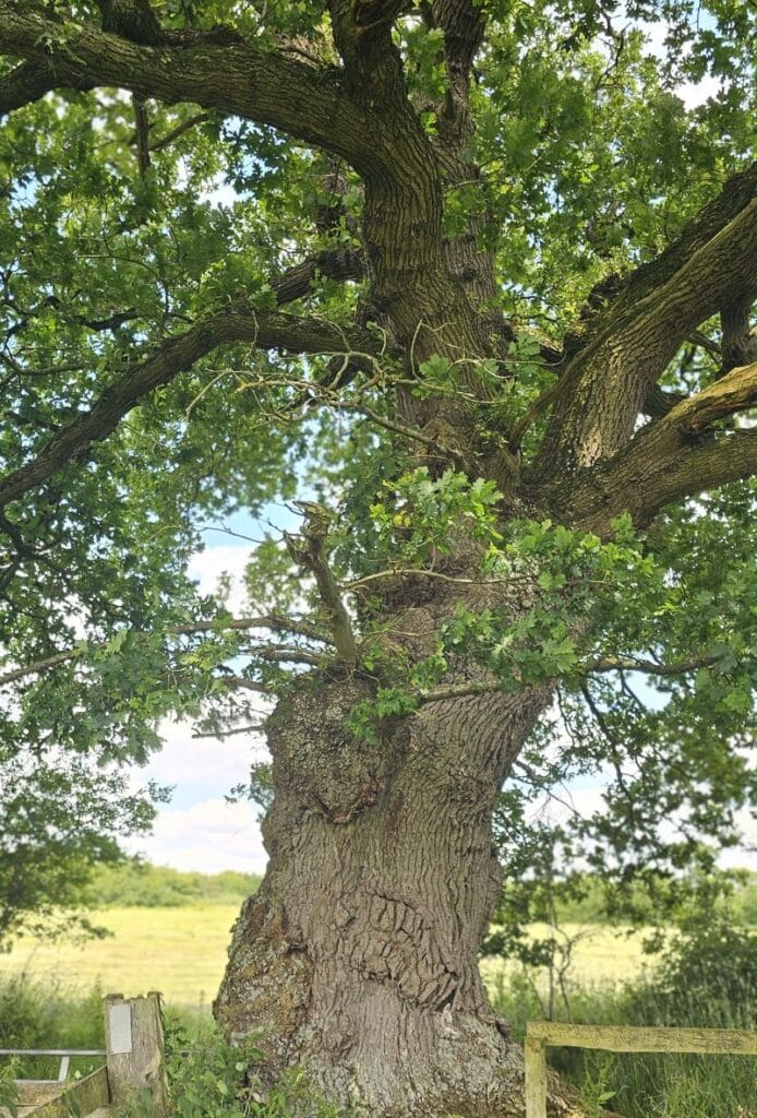 mature oak tree great chalfield wiltshire