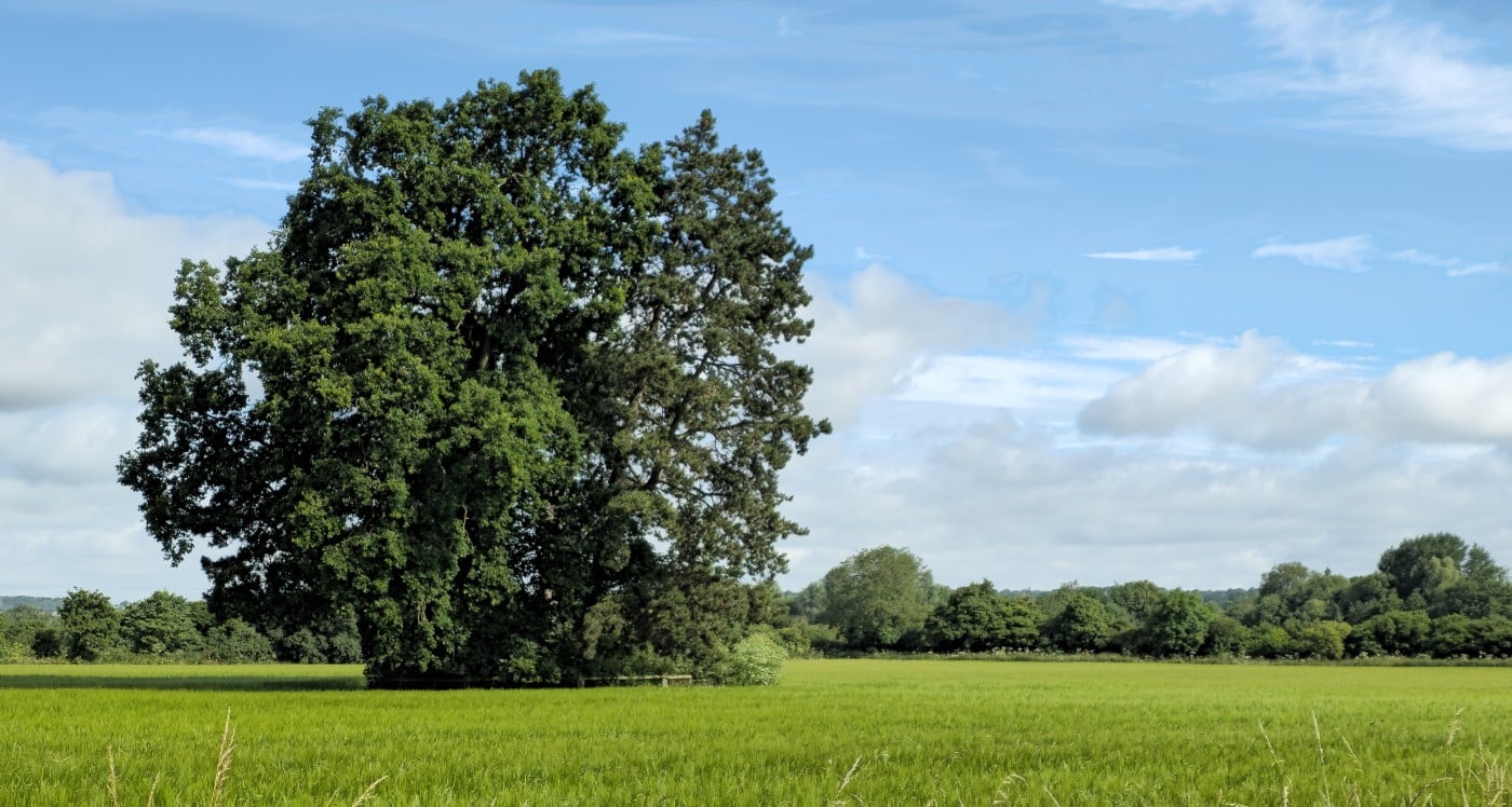 tree in field in summer