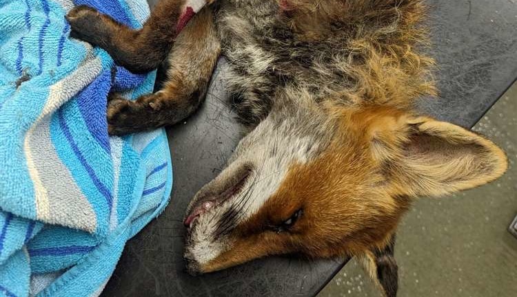 fox killed in kent catapult attack