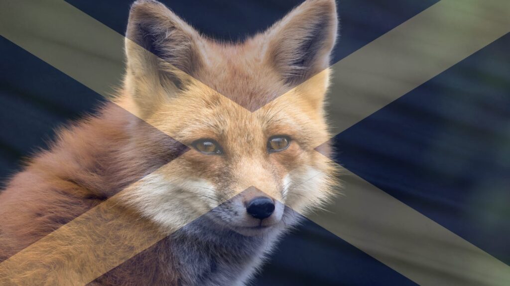 scotland packs still hunting 2024