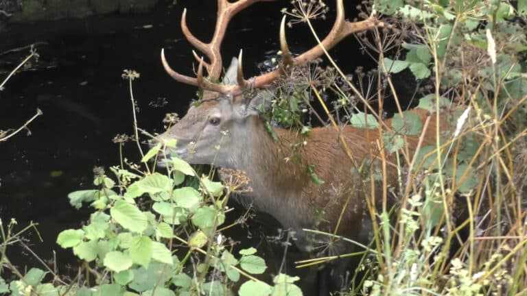 A stag swims for his life and is then killed by the Devon and Somerset Staghounds. Photo by North Dorset Hunt Sabs