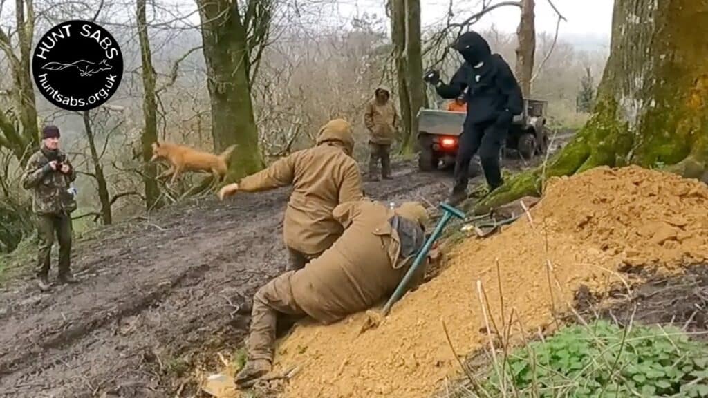 Ave Vale Harriers terrierman throws dug out fox thrugh the air. Image Hunt Saboteurs Association