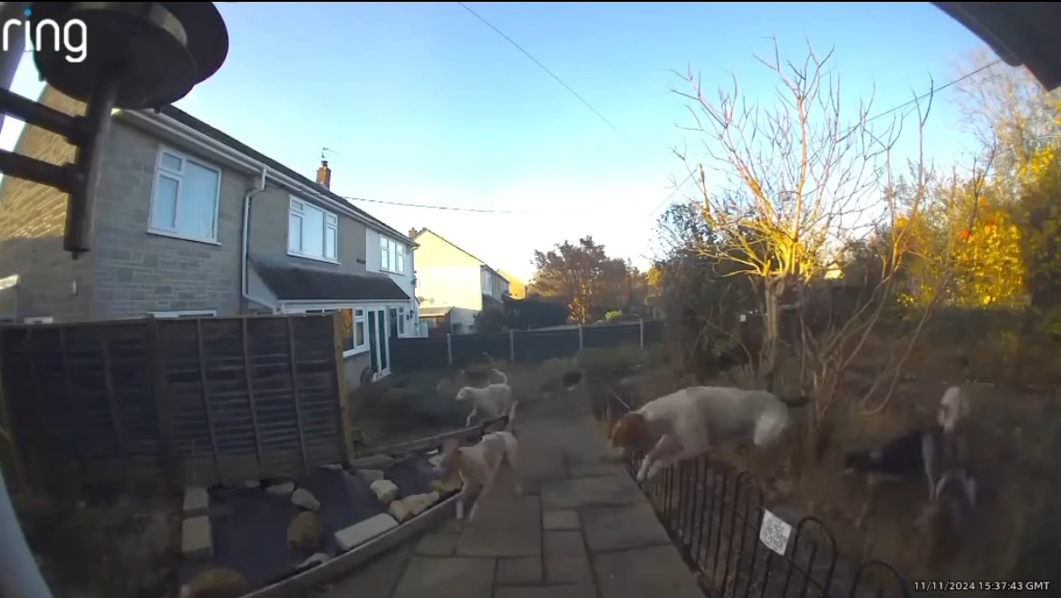 bsv hounds trespass and kill fox in garden