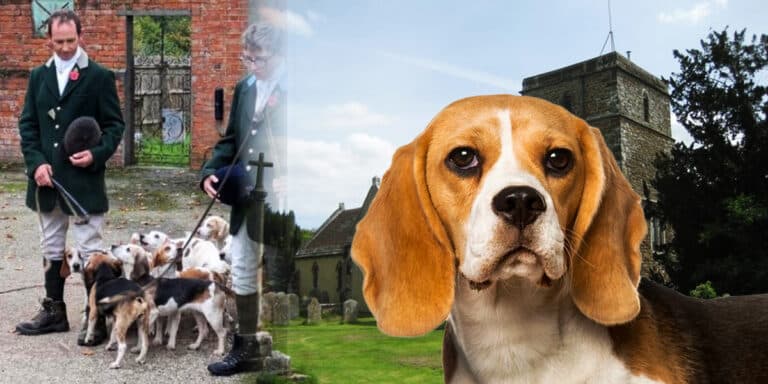 dorset vicar beagle hare hunt