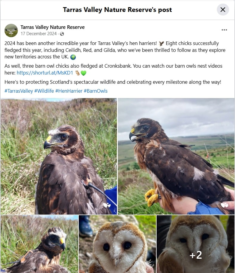 TVNR Facebook post Hen Harrier