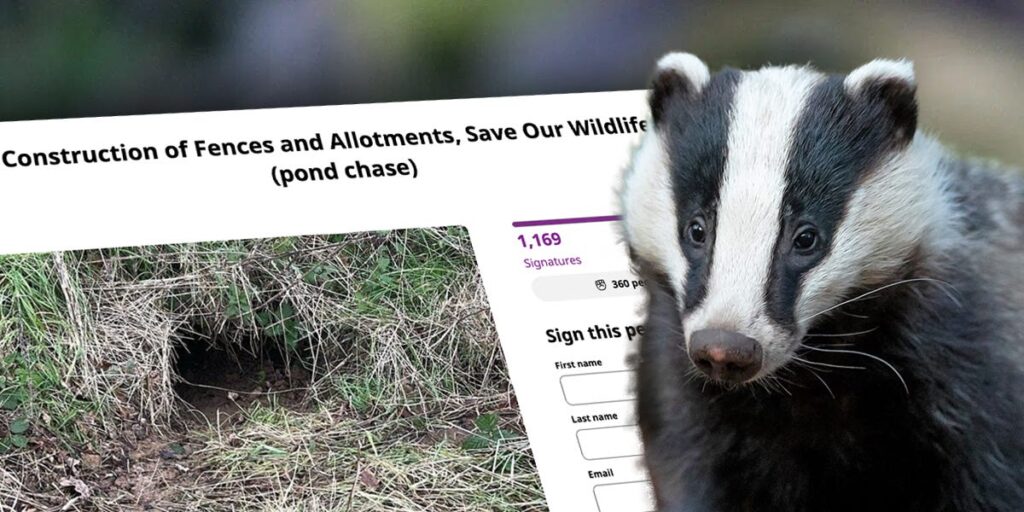 hockley badger sett petition