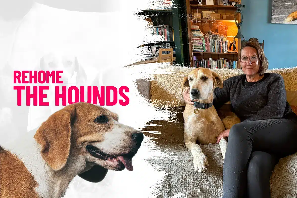 rehome the hounds banner image