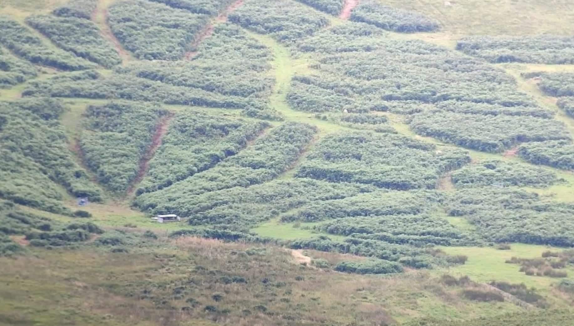 release area at Linhope